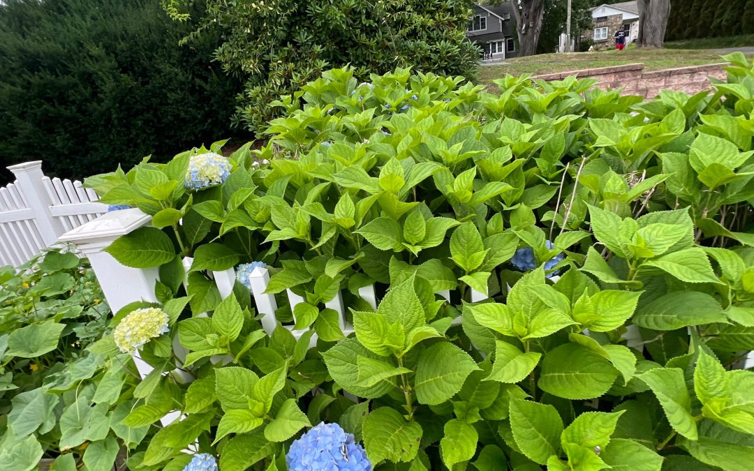 Pura Softwash Plant Protection Plan: How We Keep Your Landscaping Safe