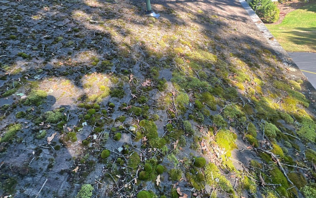 How Often Should You Wash Your Roof and Siding?