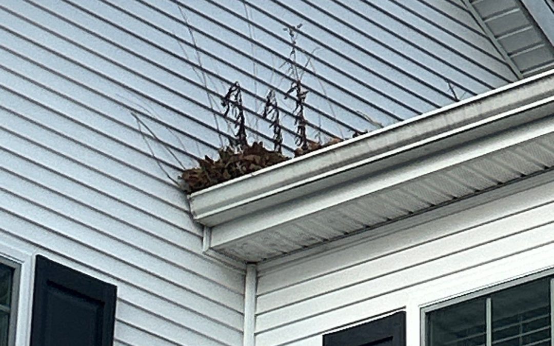 Fall Gutter Cleaning in Connecticut — Why It Matters & How Pura Softwash Protects Your Home
